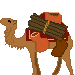 camel